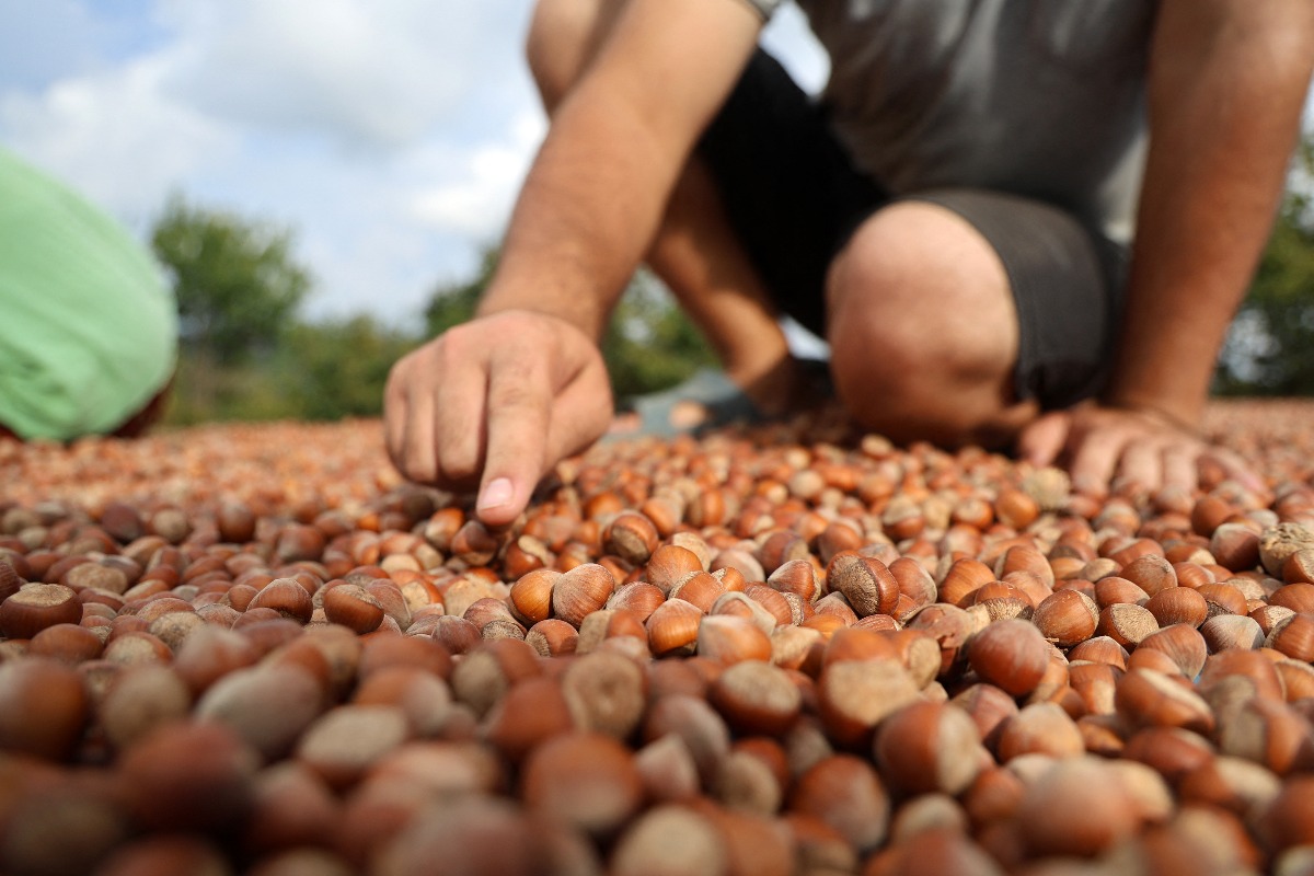 Turkish hazelnuts exported to 121 countries