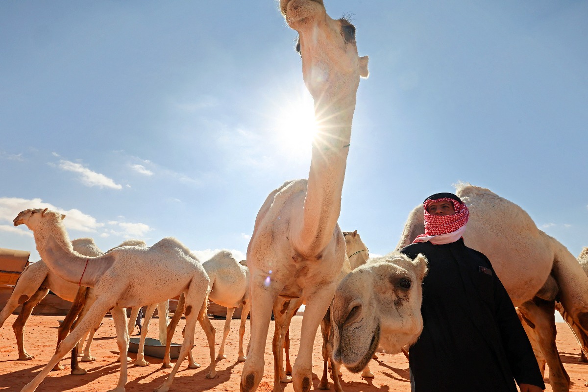 AlUla holds first Camel Cup in March