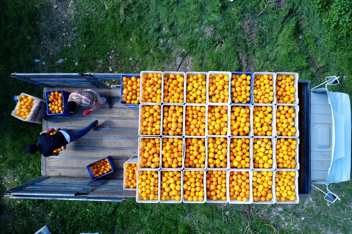 Türkiye's citrus exports exceed one billion dollars in 2023