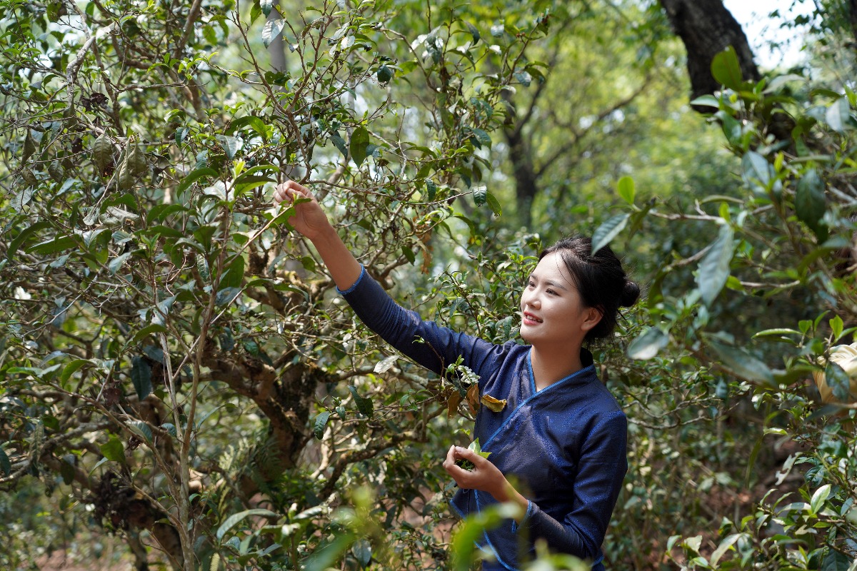Old tea forests in China's Pu'er listed as World Heritage Site 