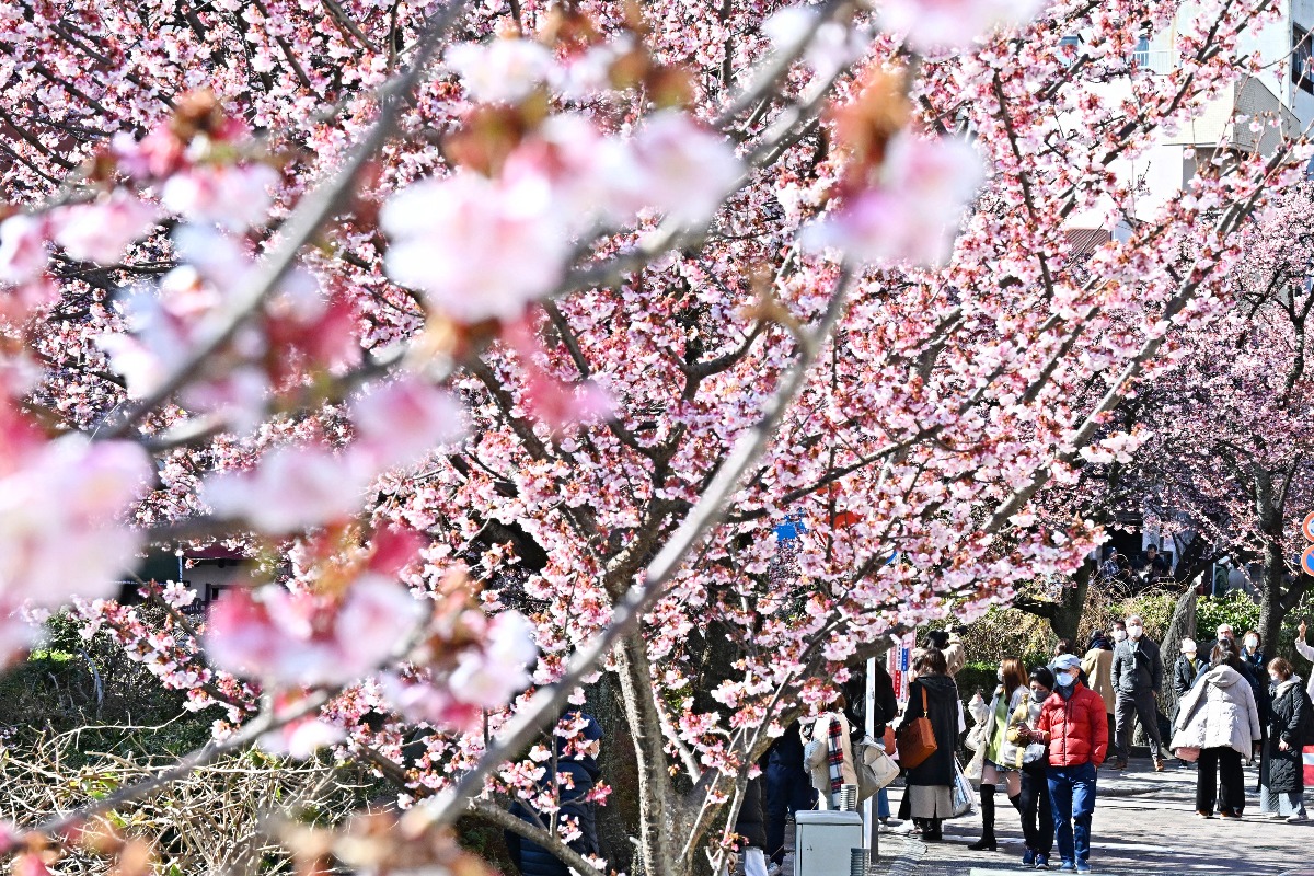 Japan’s cherry blossom season is officially here!
