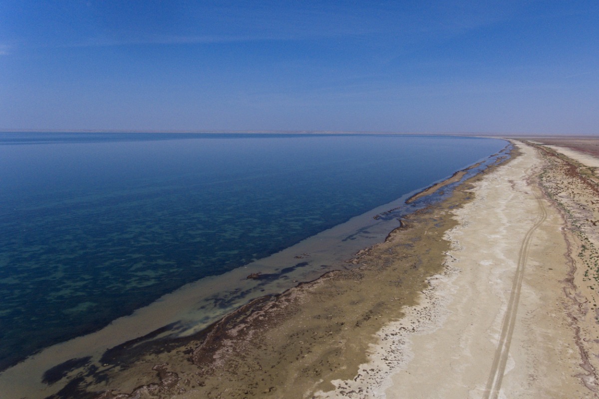A new ecosystem has emerged on the dried seabed of the Aral Sea