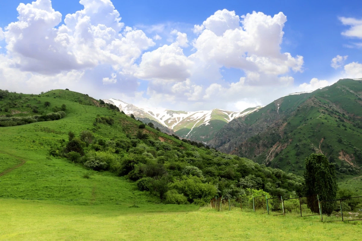 Uzbekistan – Turkey: The practical phase of cooperation in the forestry sector